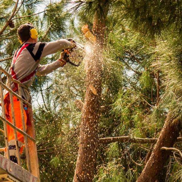 Tree Trimming Las Vegas