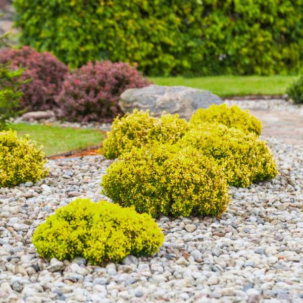 Las Vegas Desert Landscape Design