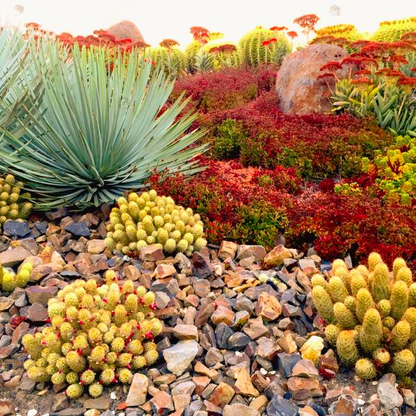 Desert Landscaping Las Vegas
