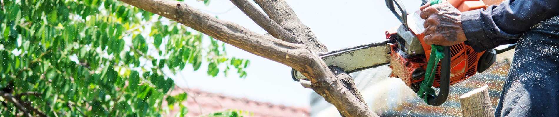 Tree Trimming Services Las Vegas