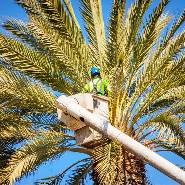 Tree Trimming Las Vegas