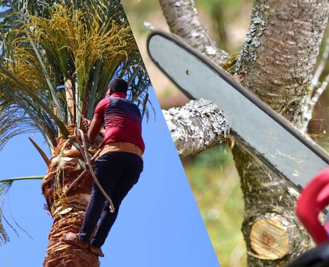 Tree Trimming Las Vegas