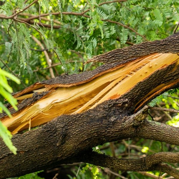 Tree Removal Las Vegas, Tree Service