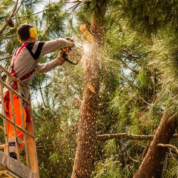 Tree Removal Las Vegas, Tree Service