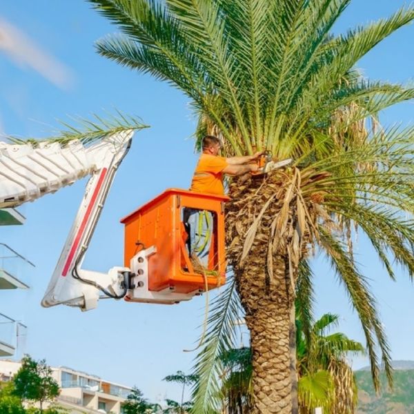 Palm Tree Removal Las Vegas, Tree Service