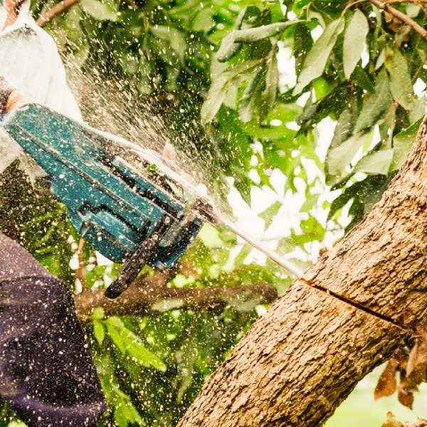 Tree Removal Las Vegas, Tree Service