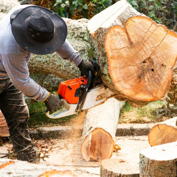 Tree Removal Las Vegas, Tree Service