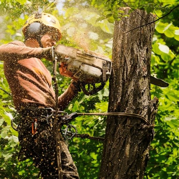 Tree Removal Las Vegas Best Tree Removal Services