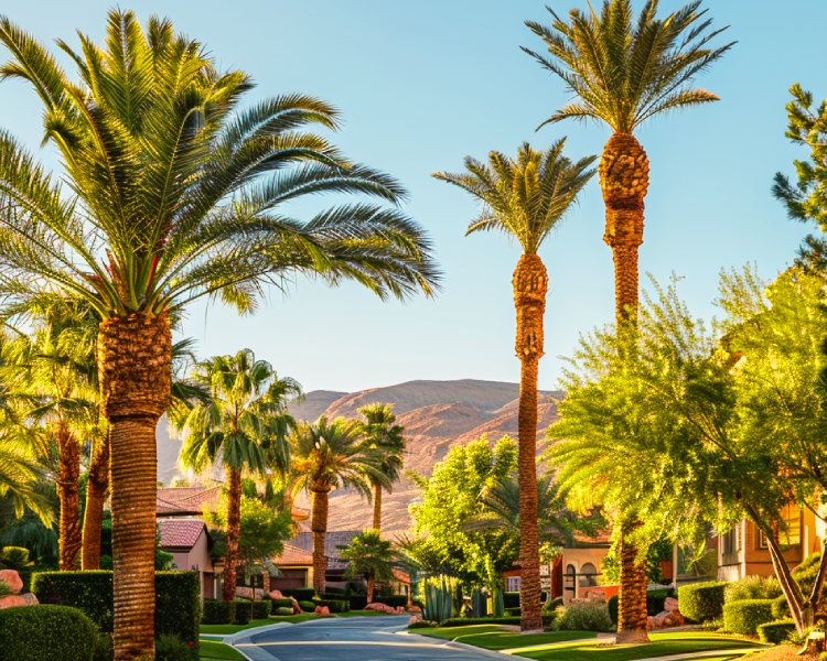 Top-Quality Palm Tree Trimming Services in Las Vegas