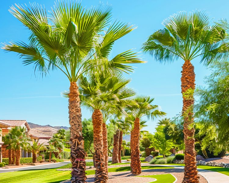 Top-Quality Palm Tree Trimming Services in Las Vegas